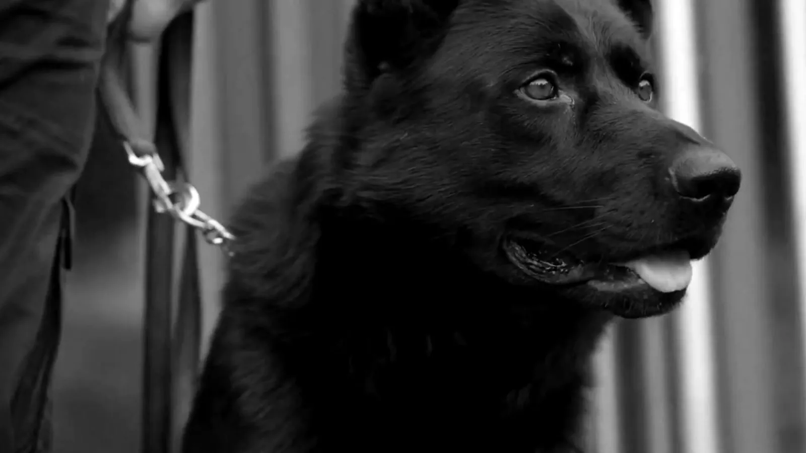 Security dog on lead with handler